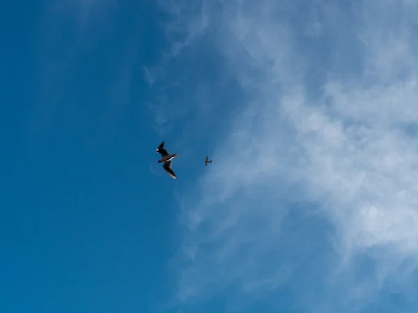 Uccello che vola vicino al jet sotto le nuvole blu Immagine Stock