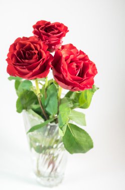 Beyaz arka plan üzerinde izole üç koyu kırmızı gül