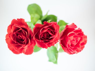 Beyaz arka plan üzerinde izole üç koyu kırmızı gül