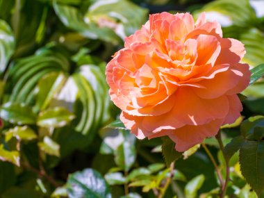 Bahçede yetişen turuncu güzel gül.