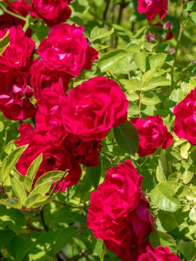 Tam Bloom kokulu mor gülü. 