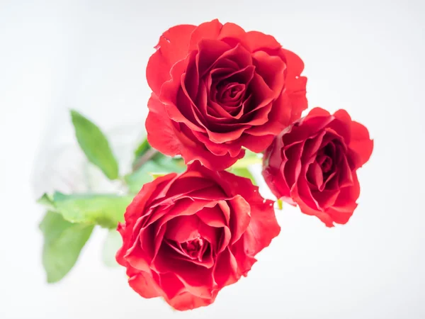 Three dark red roses isolated on white background — Stock Photo, Image
