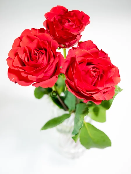 Three dark red roses isolated on white background — Stock Photo, Image