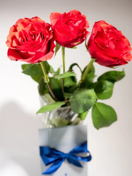 Three dark red roses isolated on white background — Stock Photo, Image