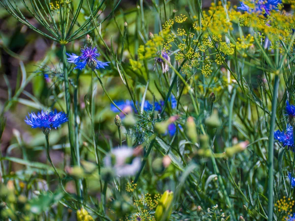 Blå och gula fältet blommor — Stockfoto