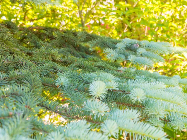 Antecedentes de ramas de árboles de Navidad en verano — Foto de Stock