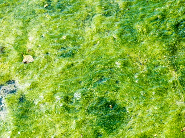 河上的绿色苔藓沼泽 — 图库照片