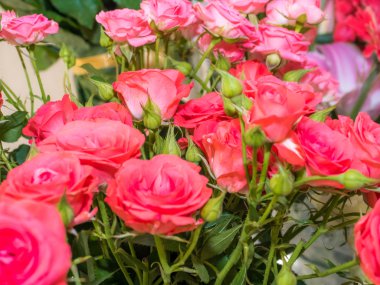 Daldaki kırmızı gül.