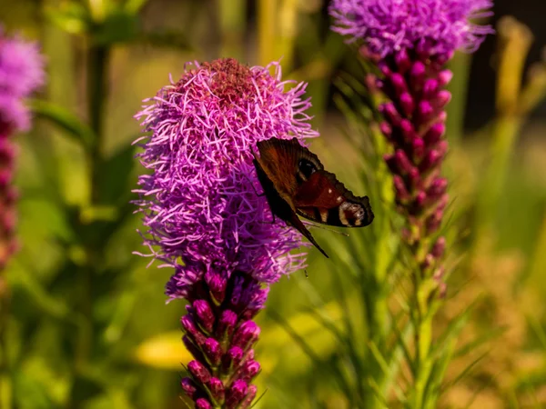 Buterfly v zahradě s růžový květ — Stock fotografie