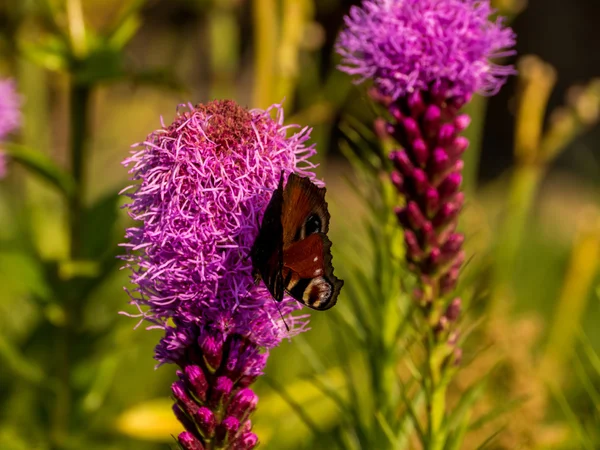 Farfalla in giardino con fiore rosa — Foto Stock