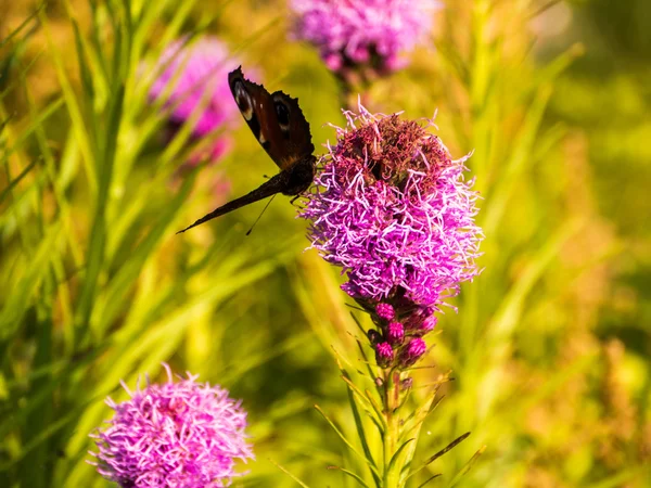 Farfalla in giardino con fiore rosa — Foto Stock