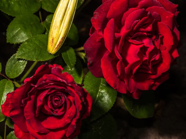 Czerwona róża na gałęzi — Zdjęcie stockowe
