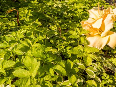 Ayrıntı colerful lily çiçek