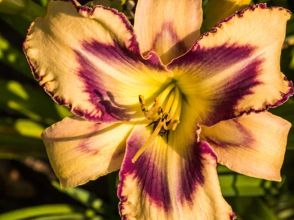 Detalj av colerful lily flower — Stockfoto