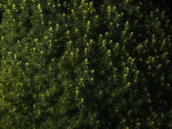 Pinheiro natural ramo fundo — Fotografia de Stock