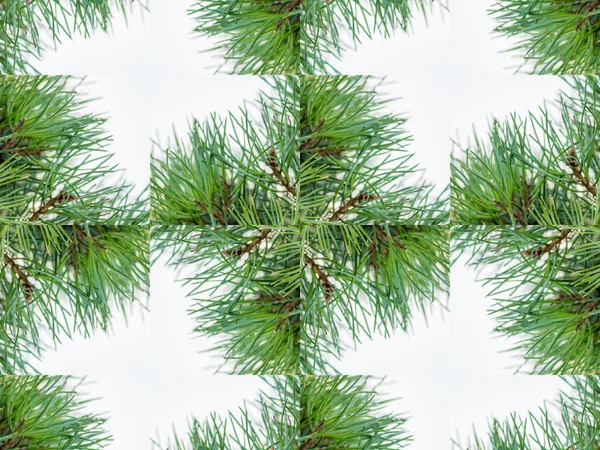 Grüne abstrakte Kaleidoskop Hintergrund — Stockfoto