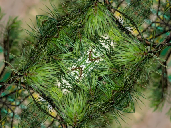 Grön abstrakt Kalejdoskop bakgrund — Stockfoto