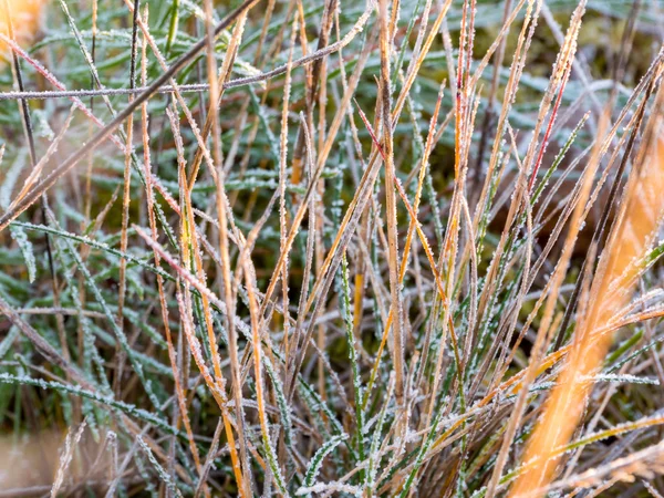 Frosty foliage in the forest — Stock Photo, Image