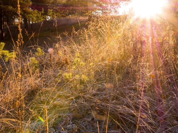 Frosty herfst ochtend in het bos — Stockfoto