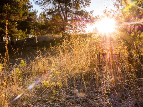 Frosty autumn morning in the forest — Stock Photo, Image