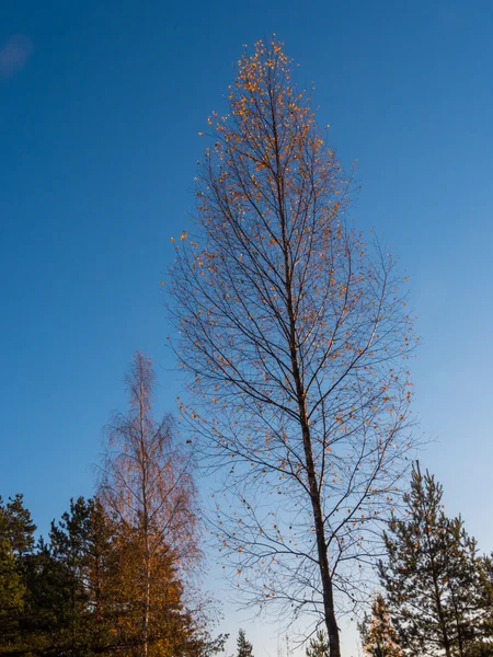 Äste der Spitze eines blattlosen Baumes im Herbst — Stockfoto