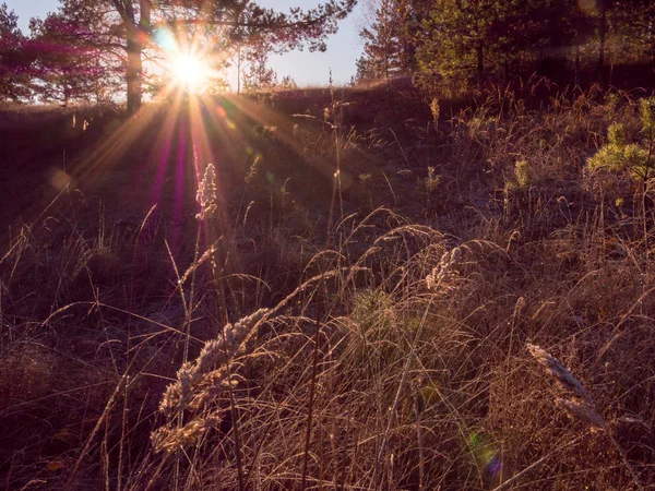 Frosty autumn morning in the forest — Stock Photo, Image