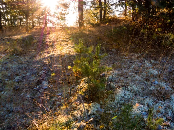 Frostiges Laub im Wald — Stockfoto
