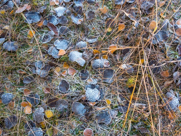 Frostiges Laub im Wald — Stockfoto