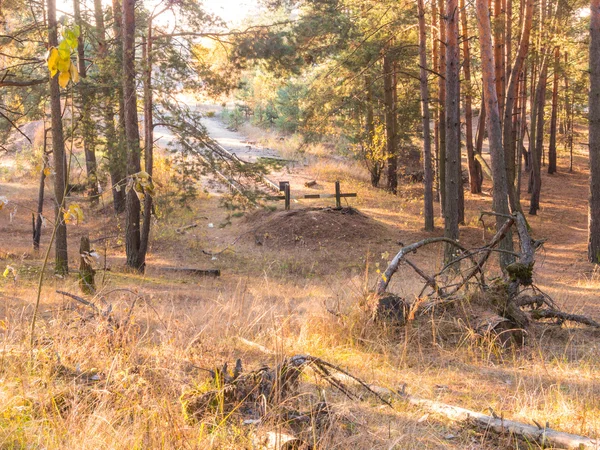 Schöner Morgen im nebligen Herbstwald — Stockfoto