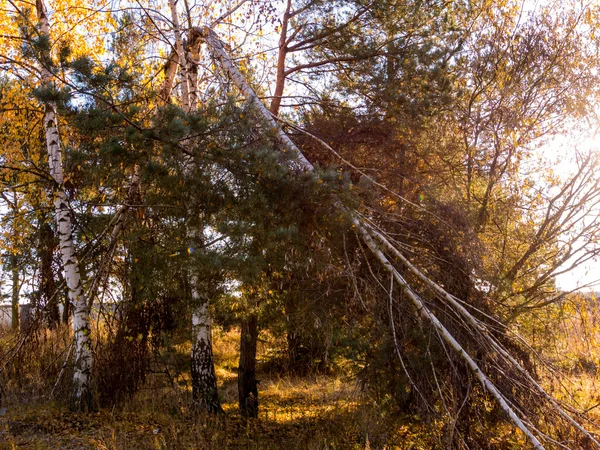 Selvaggia foresta autunnale . — Foto Stock