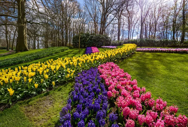 Mooie Nederlandse Tulpen Hyacinten Bloeien Het Voorjaar Rechtenvrije Stockafbeeldingen