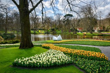 İlkbaharda açan güzel Hollanda laleleri