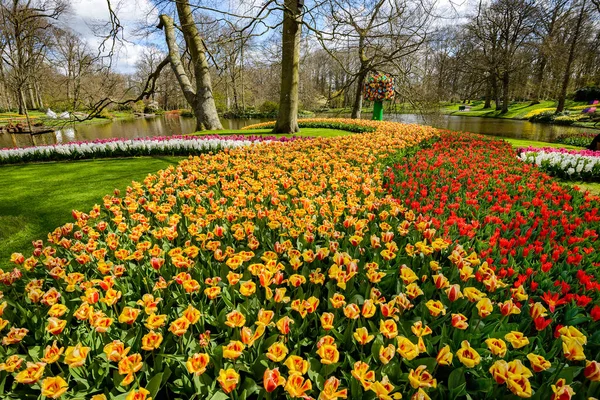 Piękne Holenderskie Tulipany Kwitnące Wiosną — Zdjęcie stockowe