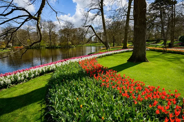 Mooie Nederlandse Tulpen Bloeien Het Voorjaar Stockfoto