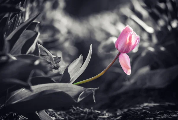 Růžový Tulipán Černobílém Pozadí — Stock fotografie