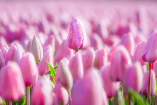 Feld Der Schönen Rosa Tulpen — Stockfoto