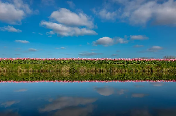 Vízben Tükröződő Tulipánmező — Stock Fotó