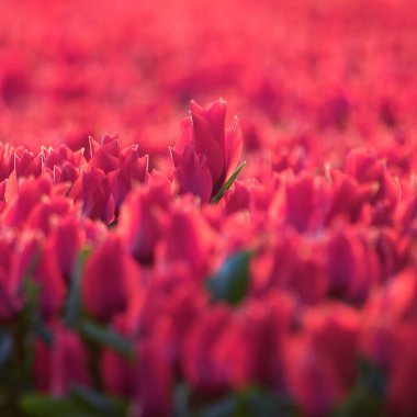 Pembe lale kalabalığın önünde duruyor.