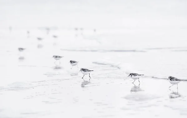 Groep Zwervende Vogels Het Strand Stockfoto