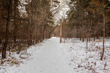 Kış manzarası, karla kaplı patika ormanın içinden geçiyor..