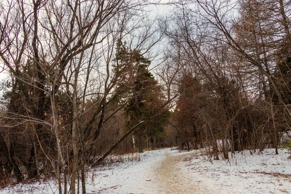 Paisagem de inverno, caminho coberto de neve passa pela floresta. — Fotografia de Stock
