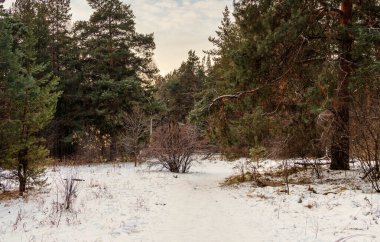 Kış manzarası, farklı renkte ağaçlar ve karla kaplı bir ormanda gökyüzüne karşı gölgeler..