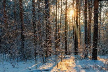 Kış manzarası karla kaplı bir ormanda güneşli bir açıklıkla aydınlanıyor..