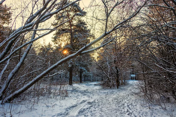 Winter landscape illuminated by a sunny clearing in a snow-covered forest. — Stock Photo, Image