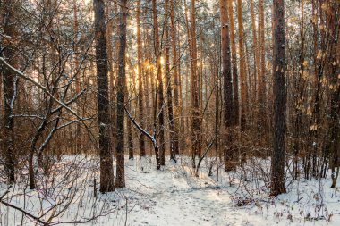 Kış manzarası, güneş ışınlarıyla aydınlatılmış karlı orman. Fotoğraf Chelyabinsk şehir ormanında çekildi..