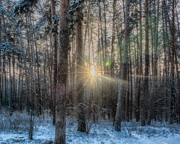 The rays of the sun illuminate the snow-covered forest. — Stock Photo, Image