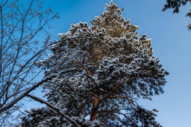 Dalları karla kaplı ve güneş ışınlarıyla aydınlanan güzel, uzun bir ağaç..