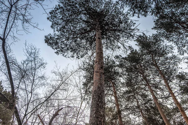 The tops of tall trees against the sky.