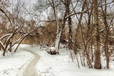 Karla kaplı çıplak ağaçlar kış ormanlarında yetişir..