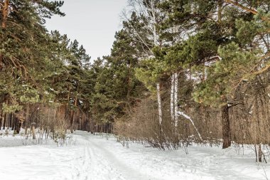 Kış manzarası, üzerinde ağaçlar yetişen karlı bir açıklık..